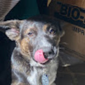 Meet your Posher, Danica